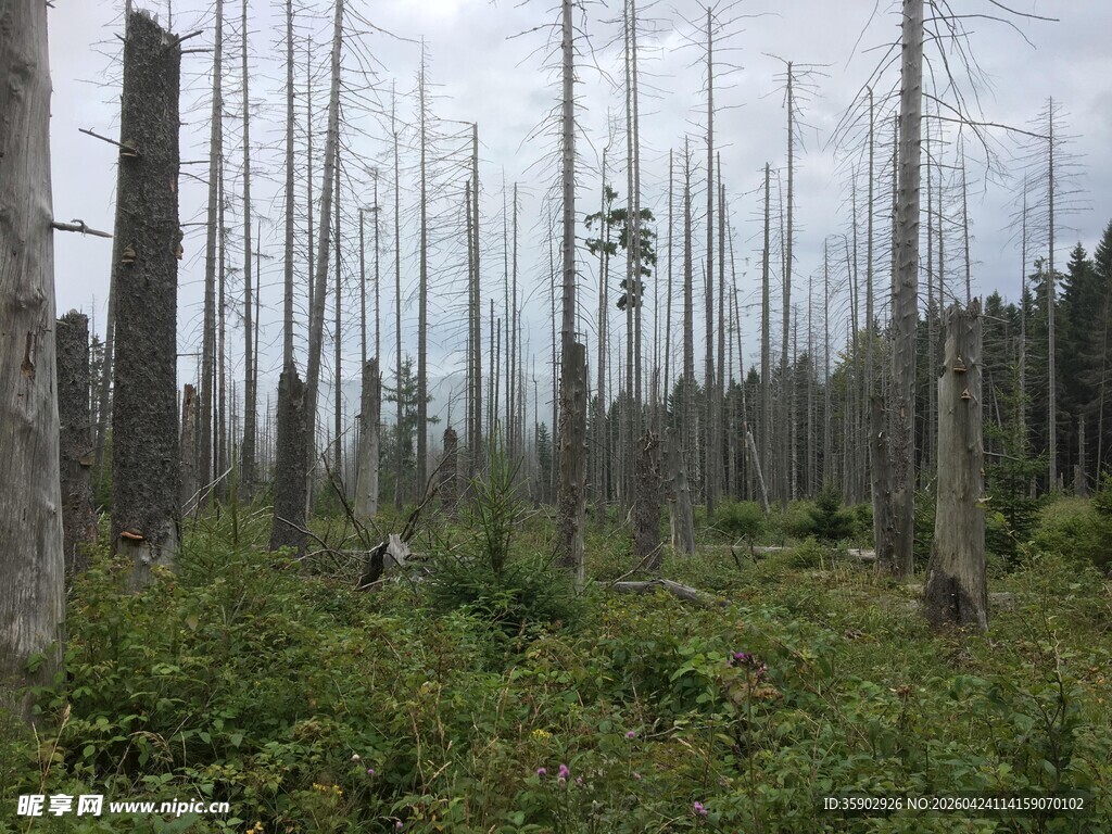 森林灾后景象