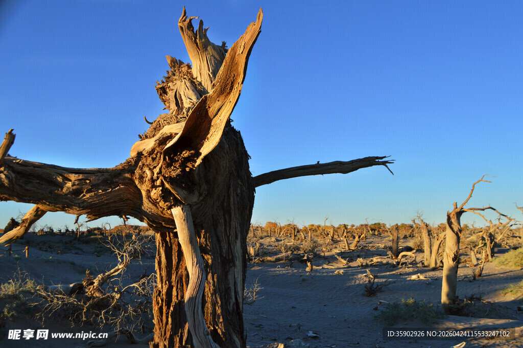 沙漠中的枯树景观
