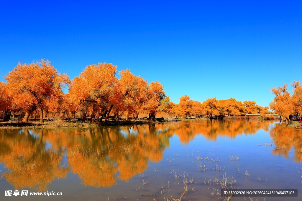 秋日湖畔绚烂胡杨林美景