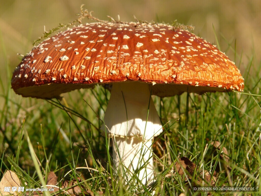 草地上的橙红色斑点蘑菇