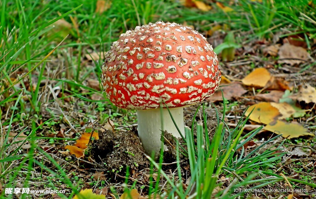 草地上的红色斑点蘑菇