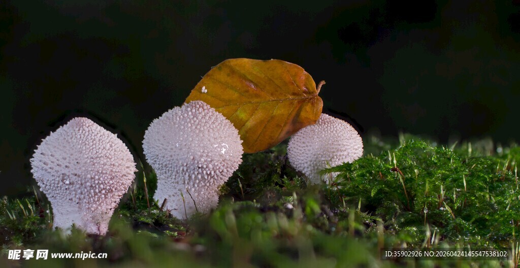 草地上的蘑菇与落叶