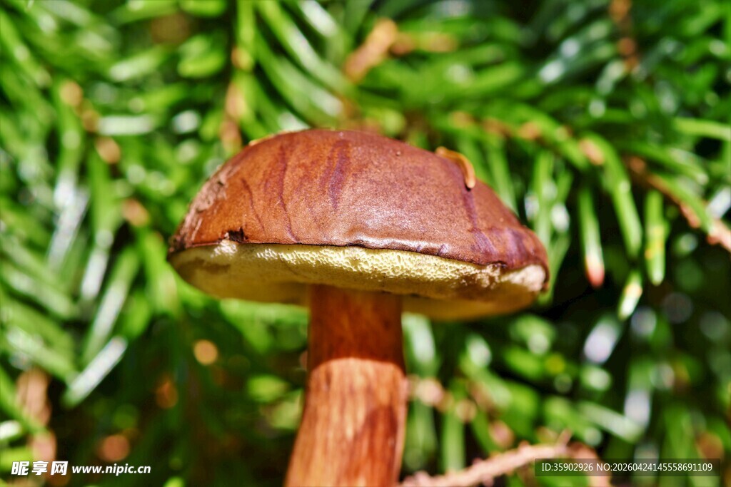 森林中的棕色蘑菇