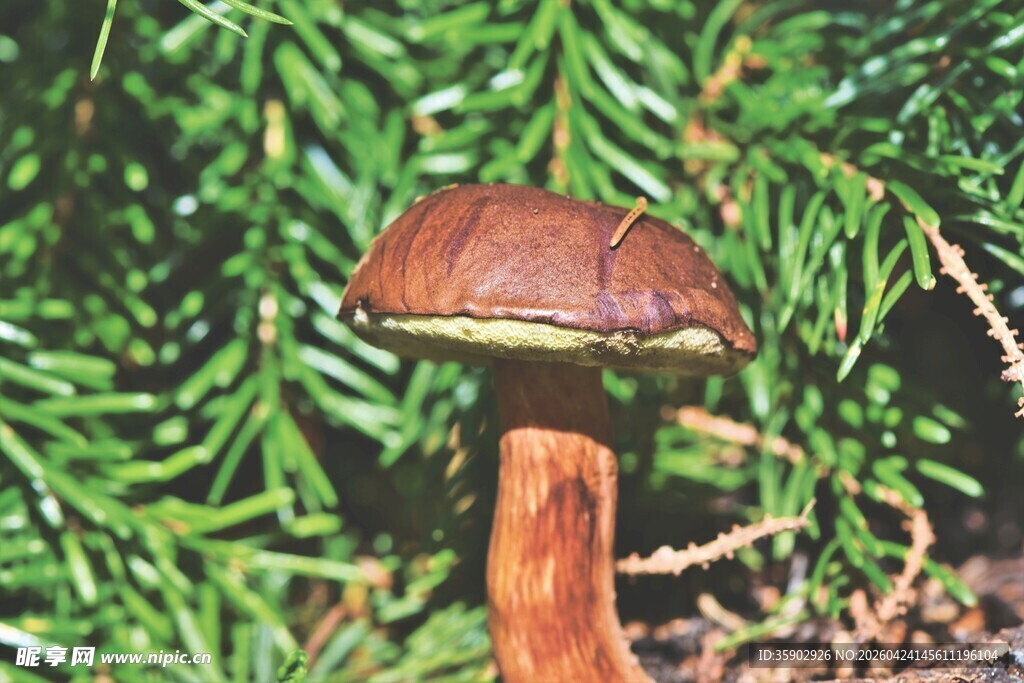 森林中的棕褐色蘑菇