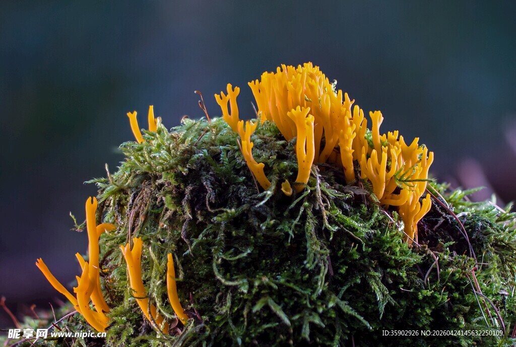 橙黄菌类生长于青苔之上