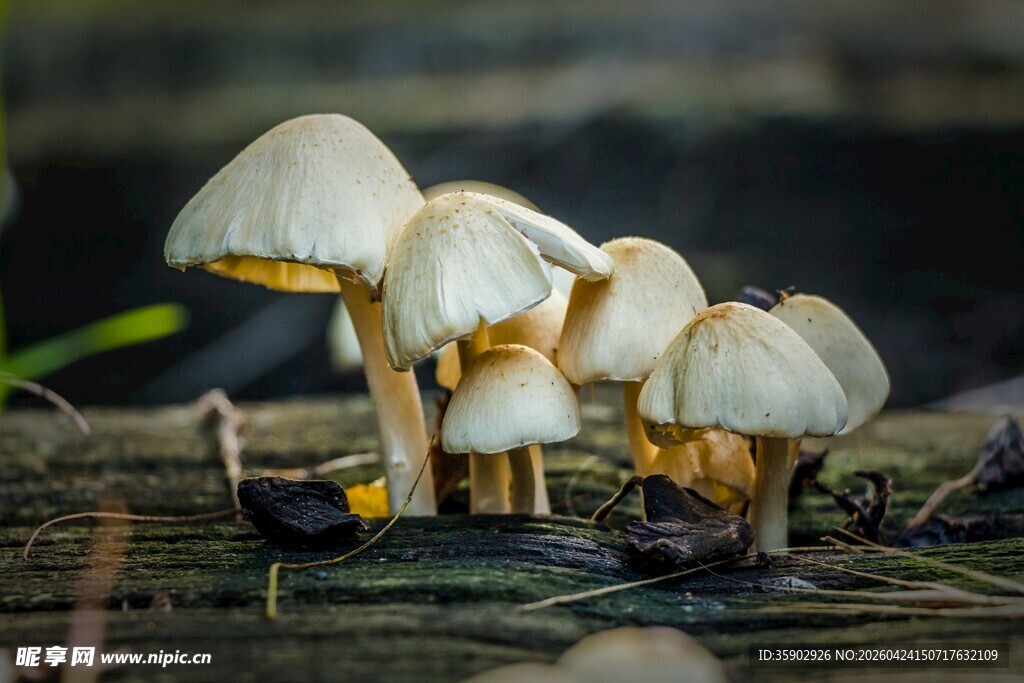 木头上生长的簇状小蘑菇