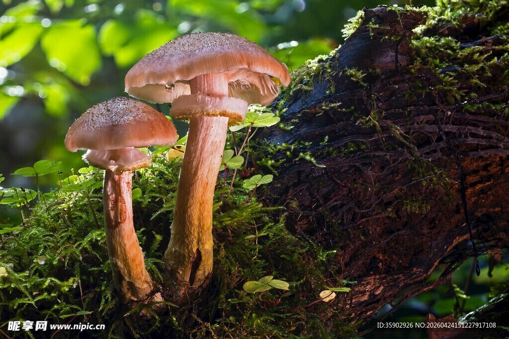 林间蘑菇自然中的菌类精灵
