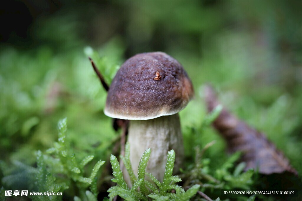 草丛中的棕色蘑菇