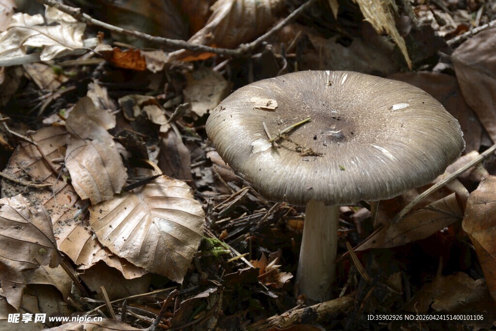 森林中的灰色蘑菇