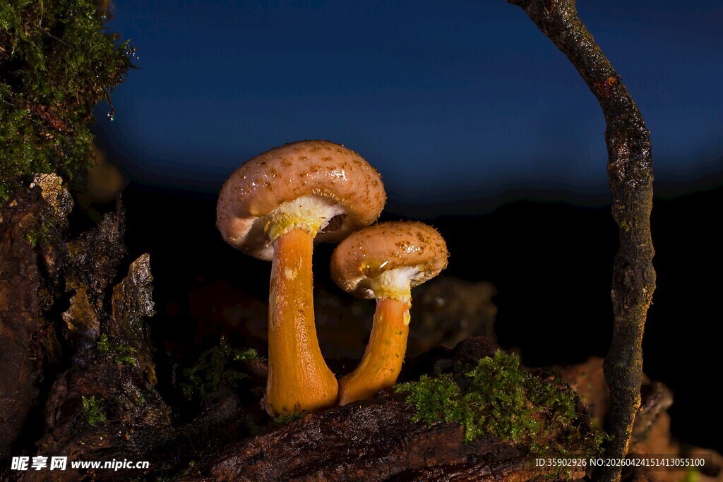 夜幕下的双生蘑菇