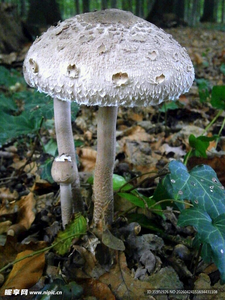 雨中带水珠的蘑菇