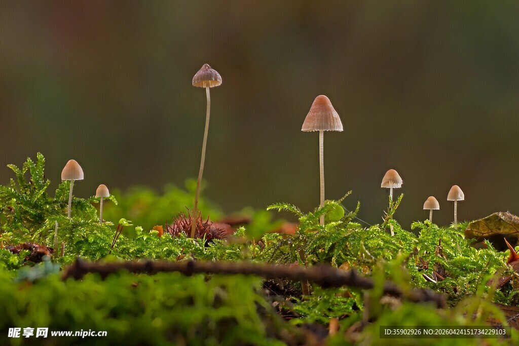 苔藓上的迷你小蘑菇