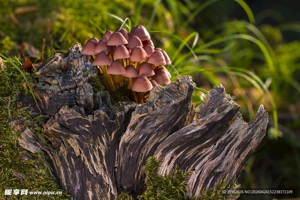 枯木上绽放的别致菌类