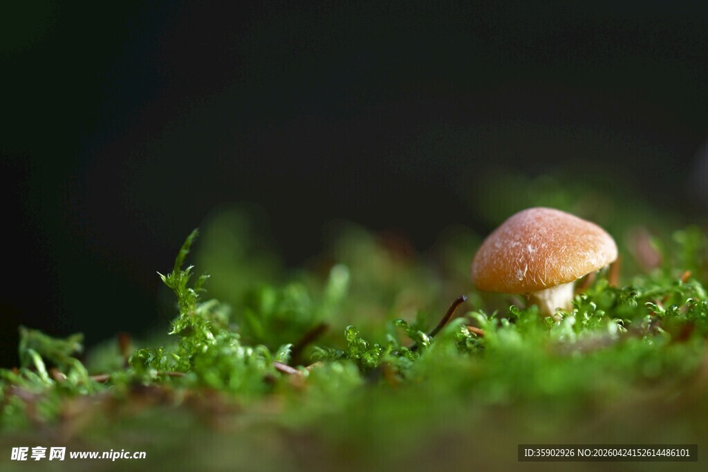 草丛中的小巧蘑菇