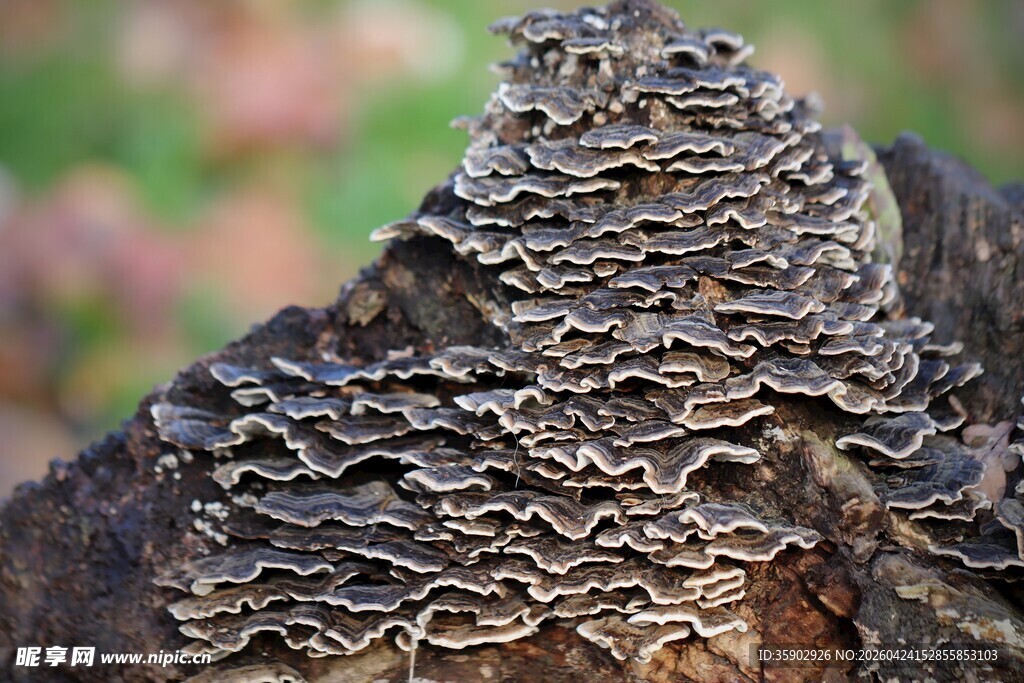 树干上的层叠菌类