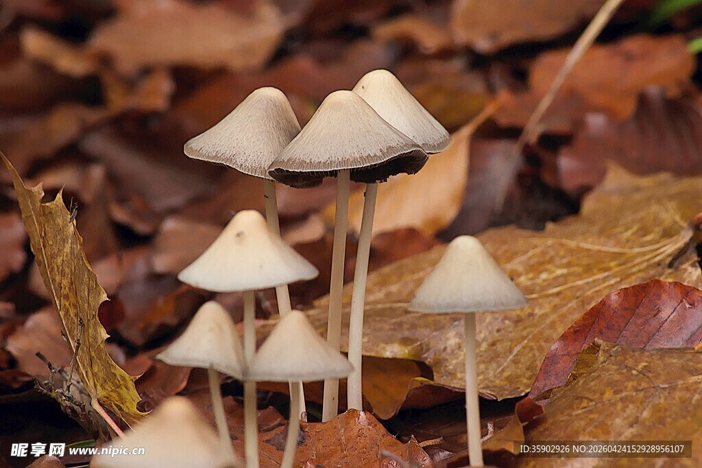 落叶中的小巧蘑菇
