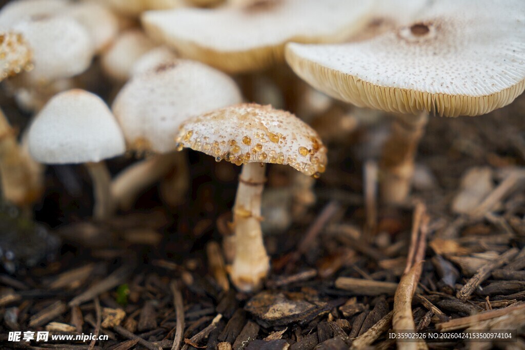 野外生长的小型蘑菇