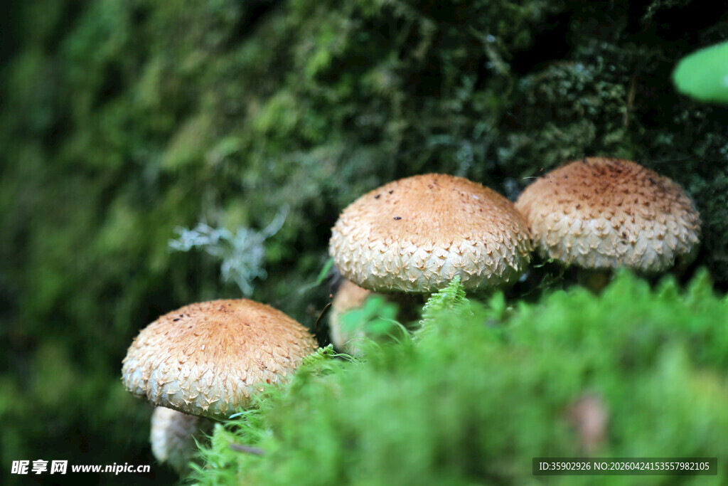 草地上的几枚可爱蘑菇