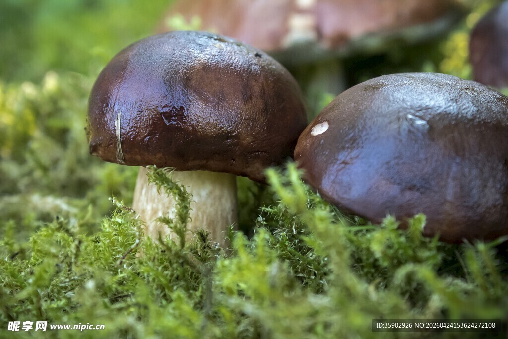 草地上的双生褐色蘑菇