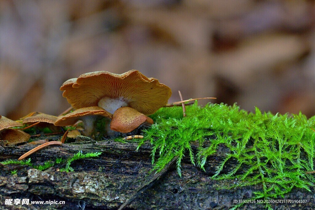 青苔上的枯叶与坚果