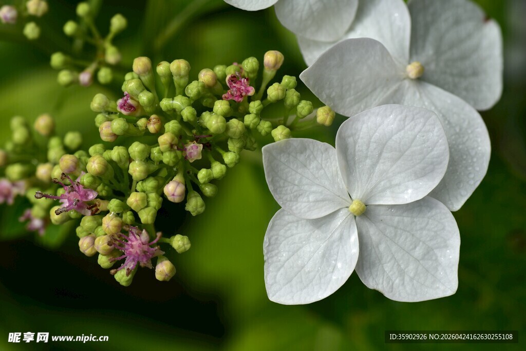 白色绣球花与嫩绿花苞
