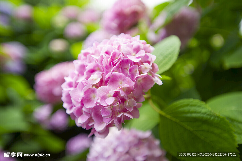 娇艳粉色绣球花绽放