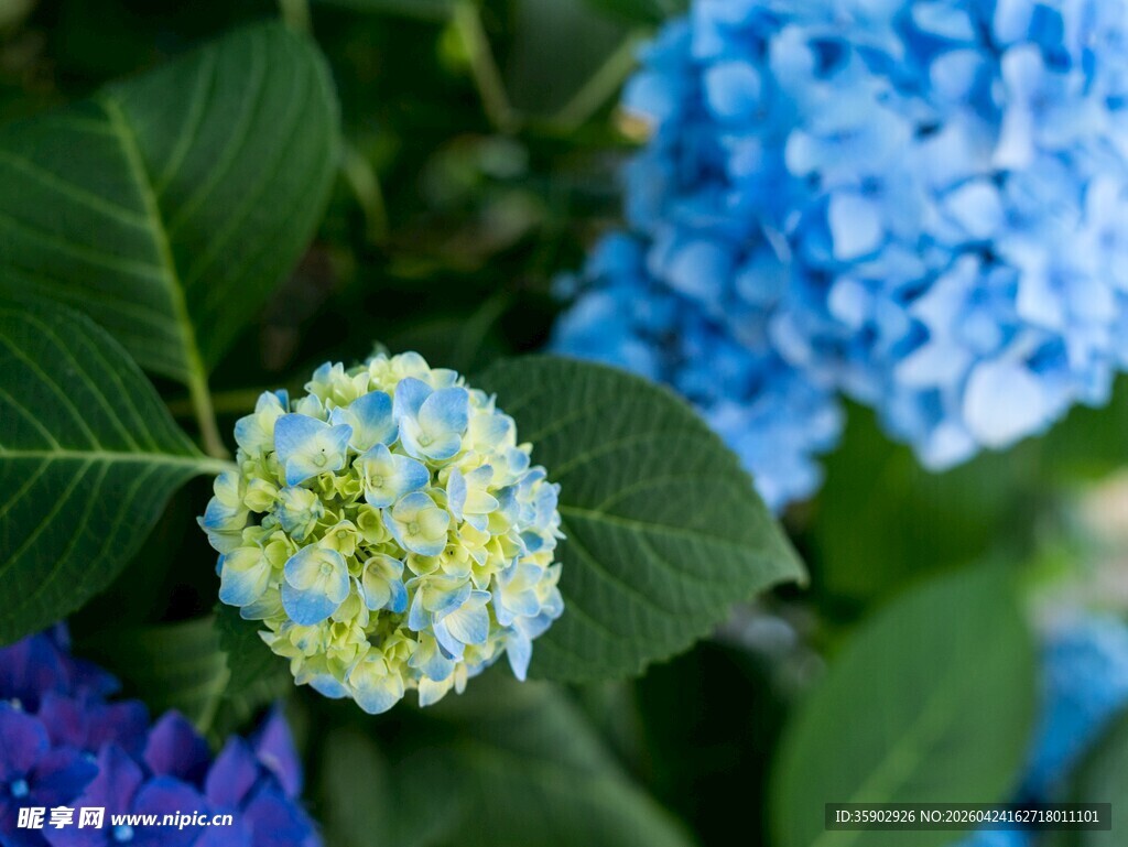 多彩绣球花绽放