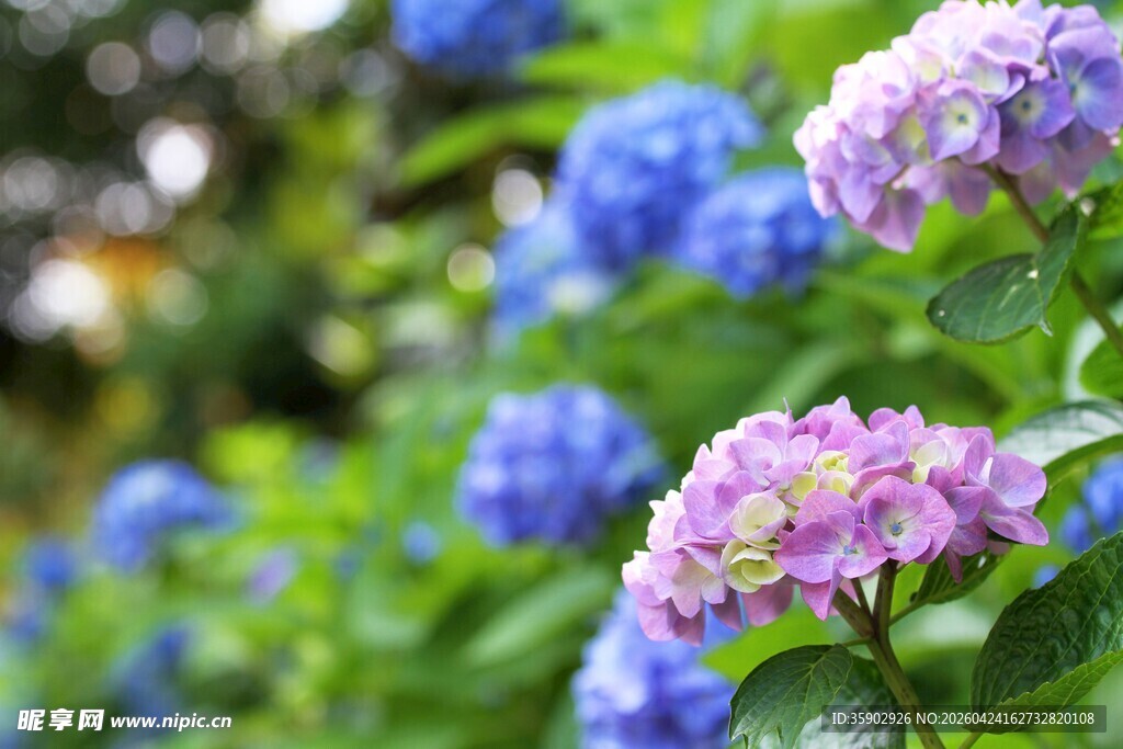 美丽绣球花绽放