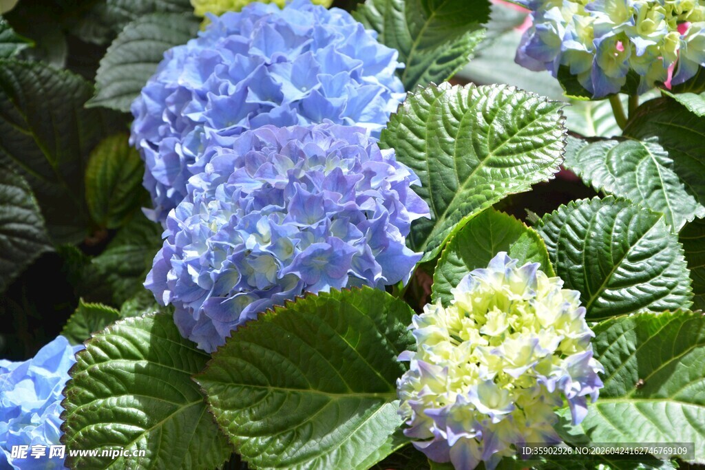 蓝白绣球花绽放
