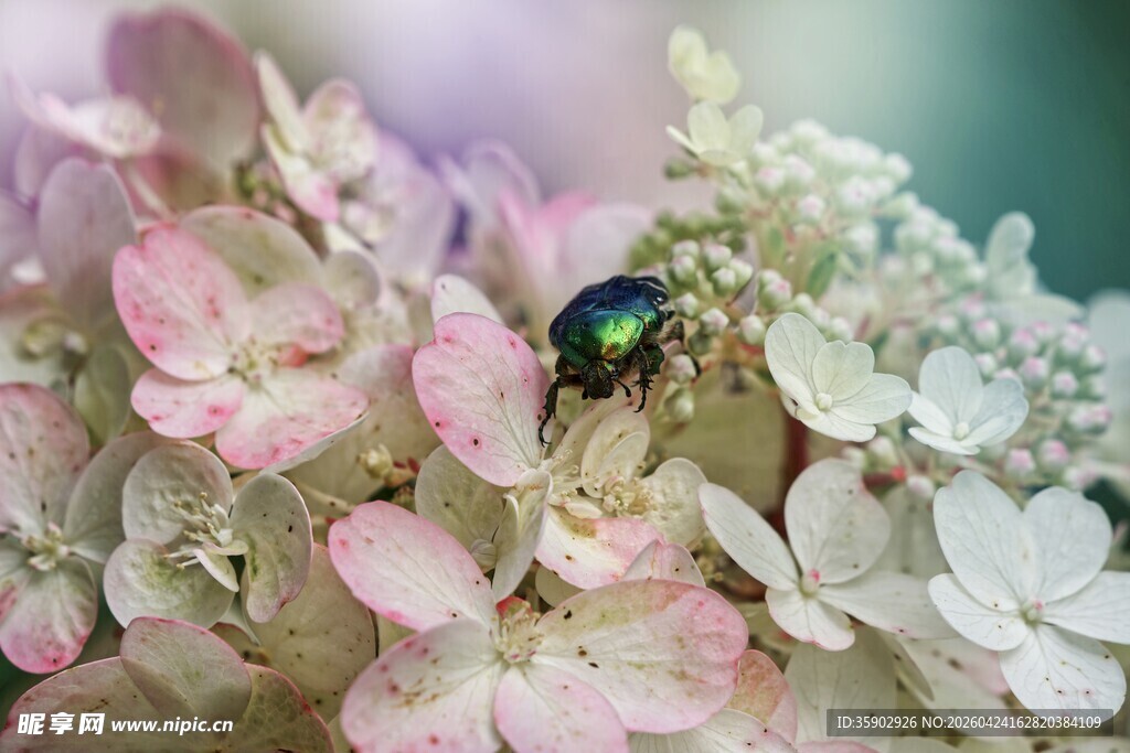 彩蛛栖于绣球花中
