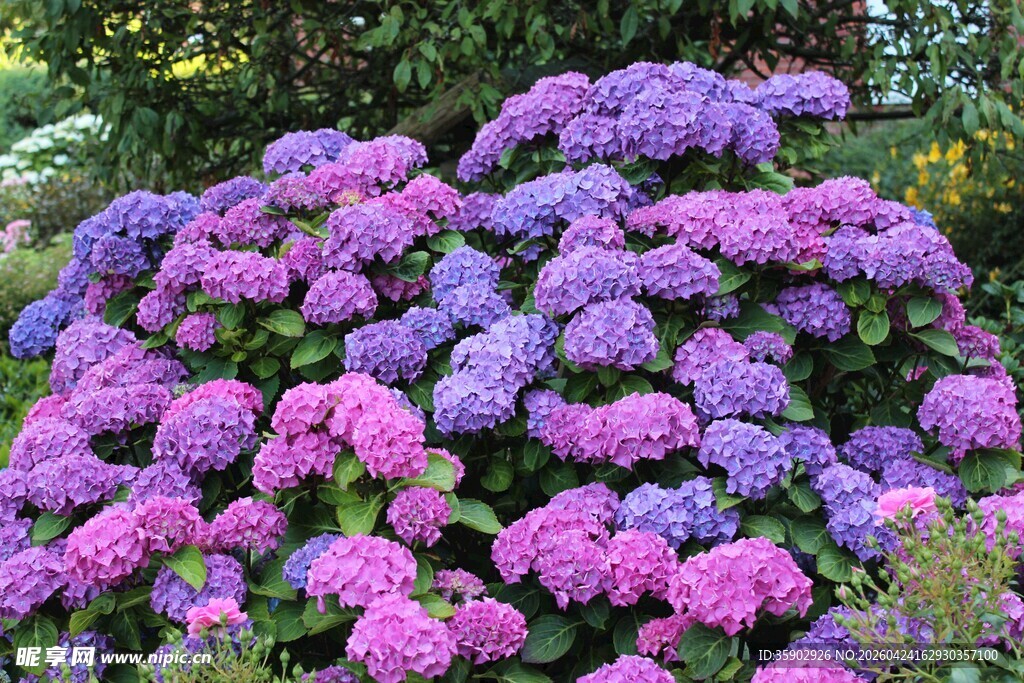 繁茂紫绣球花绽放