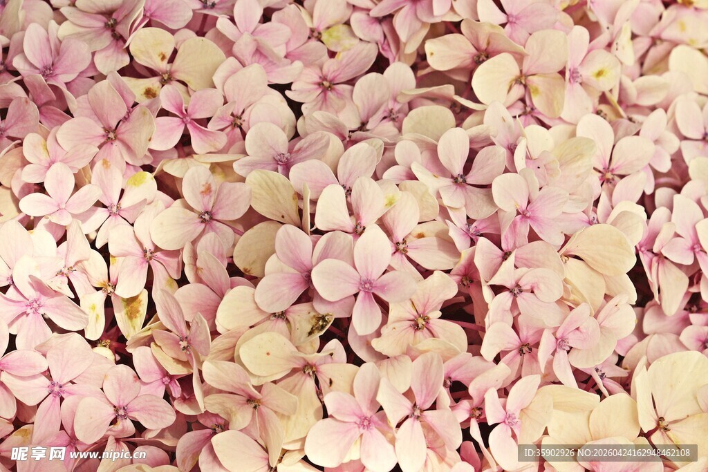 粉色绣球花密集美丽画面