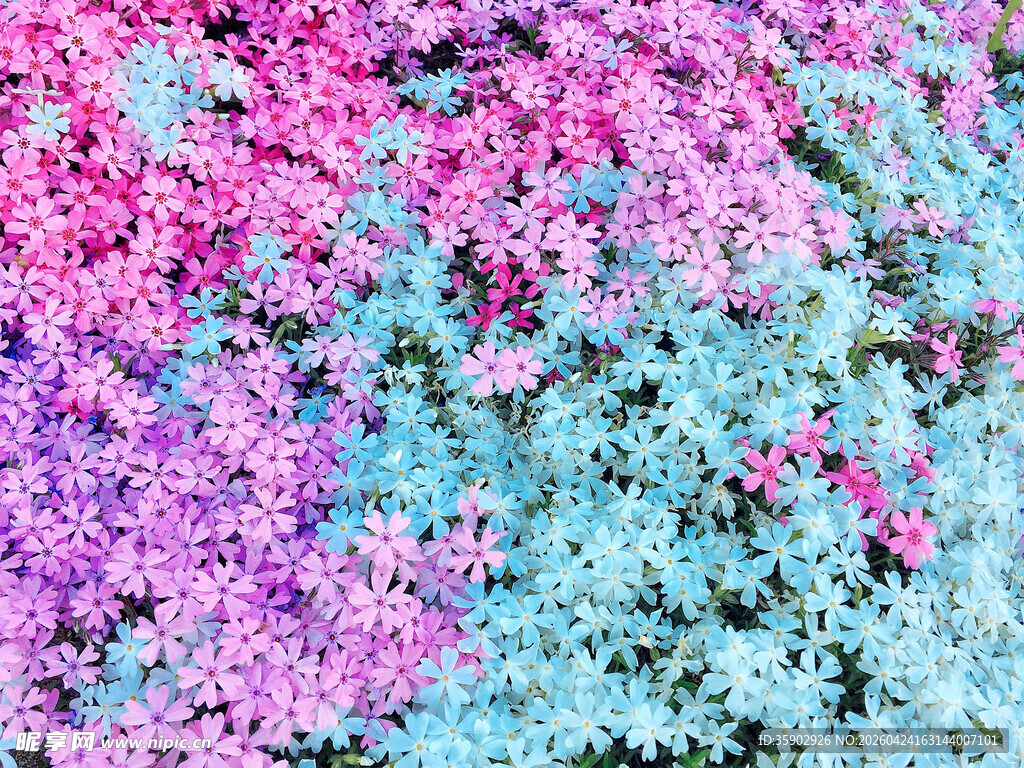 梦幻粉蓝花卉背景图