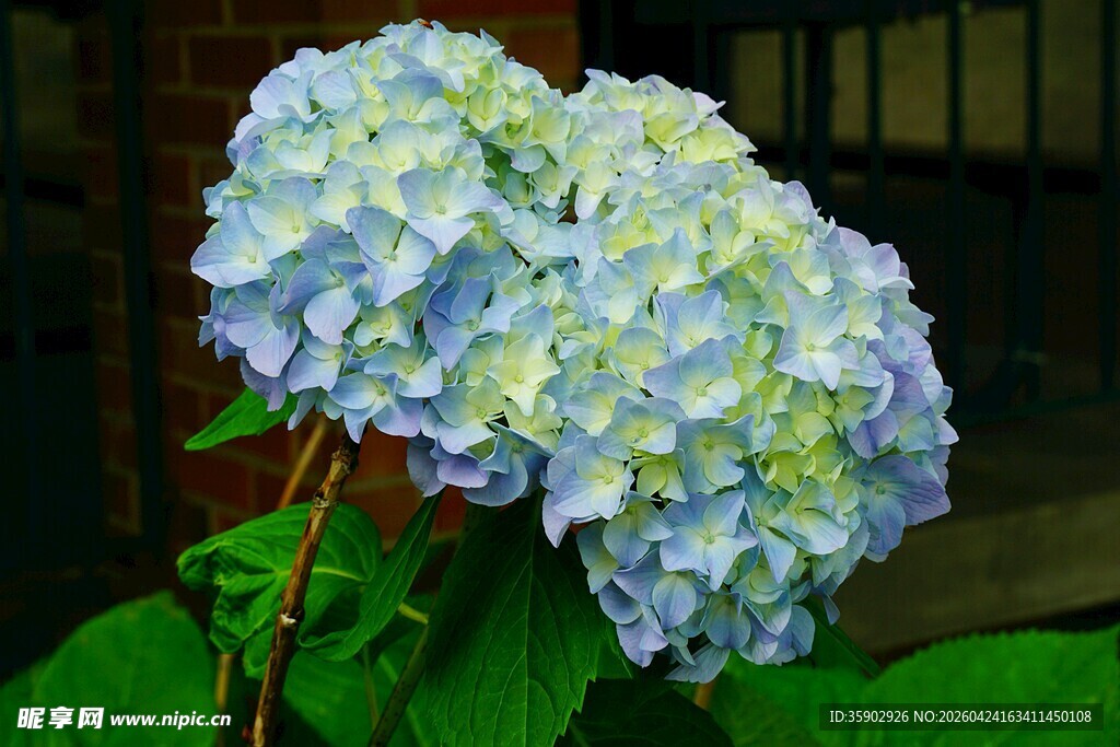 蓝绿色绣球花绽放