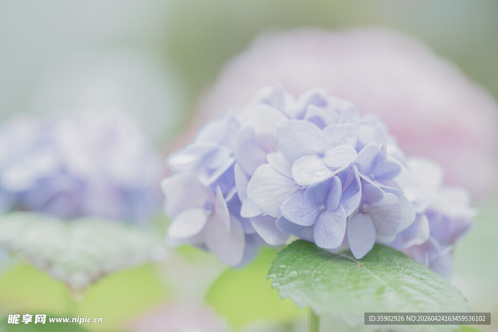 淡紫色绣球花特写
