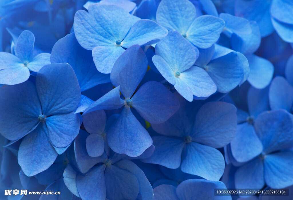 蓝色绣球花特写