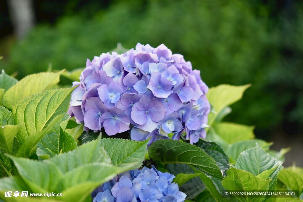 紫色绣球花绽放绿叶间