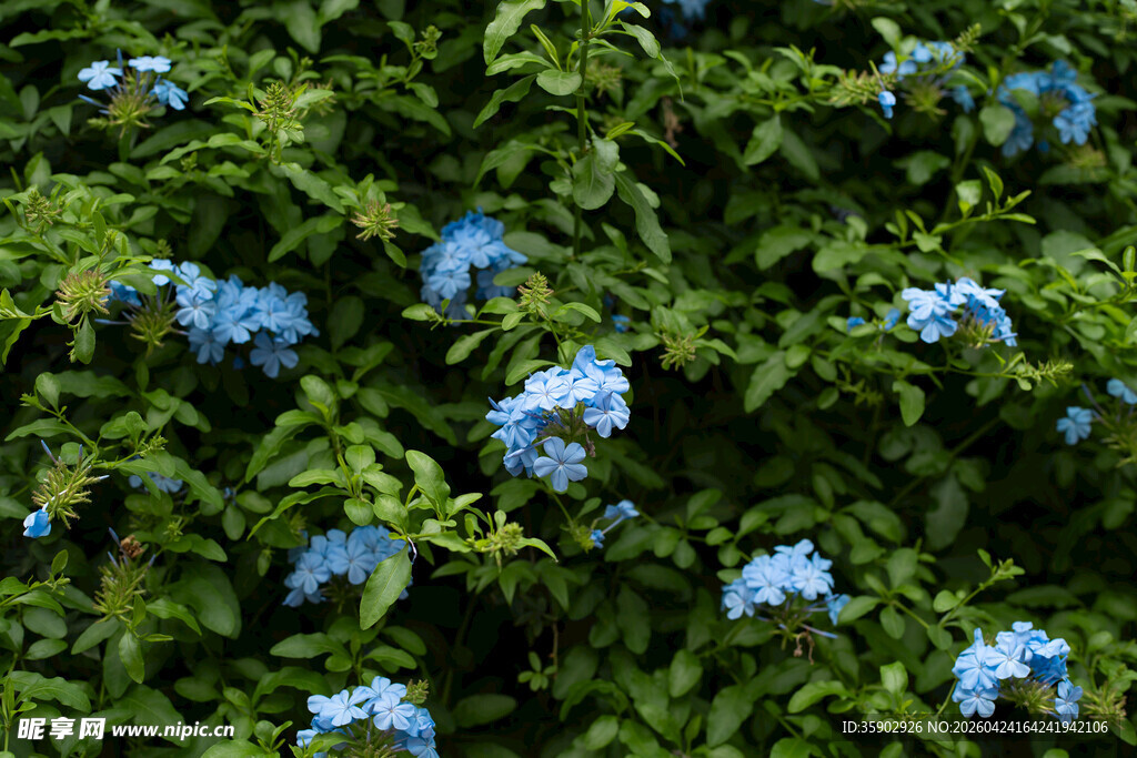 蓝花绿叶的繁茂植物景观
