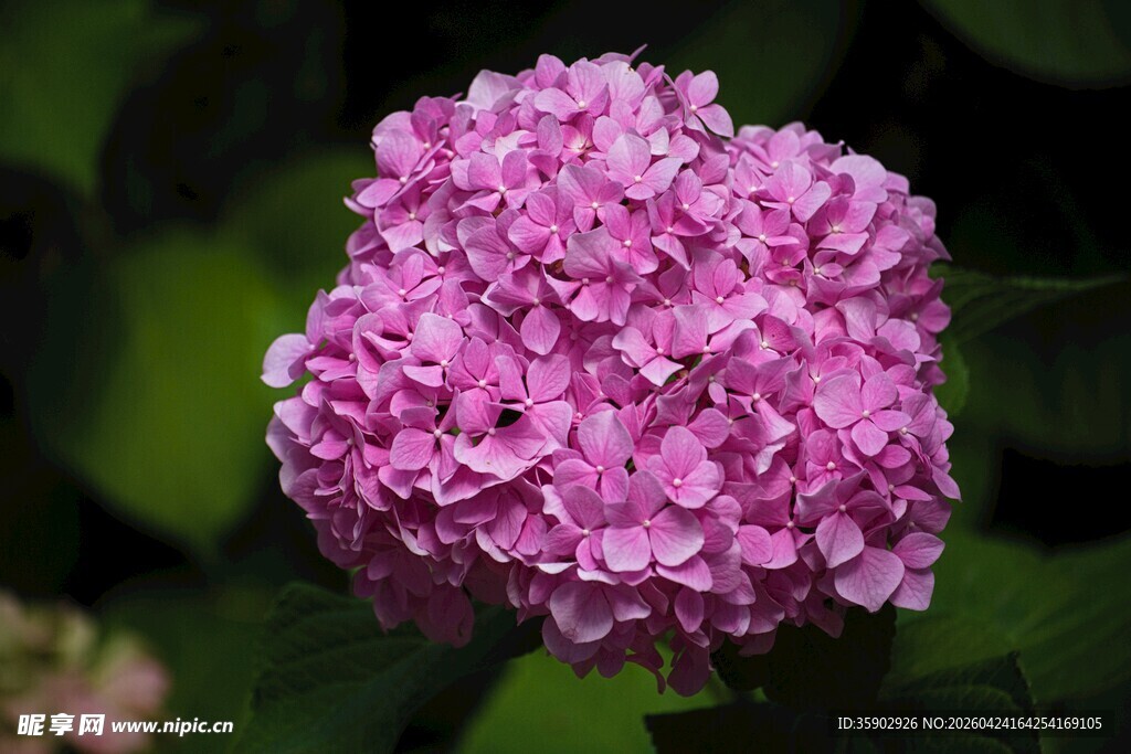 粉色绣球花特写