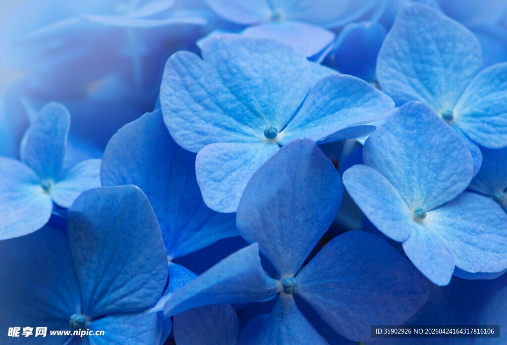 蓝色绣球花特写