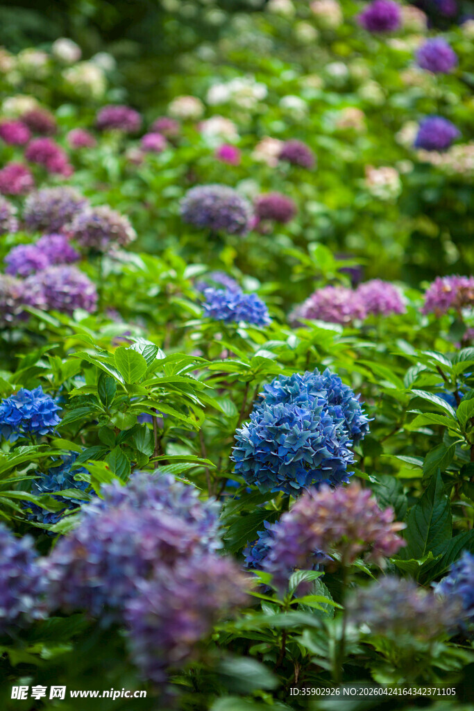 多彩绣球花绽放的美丽