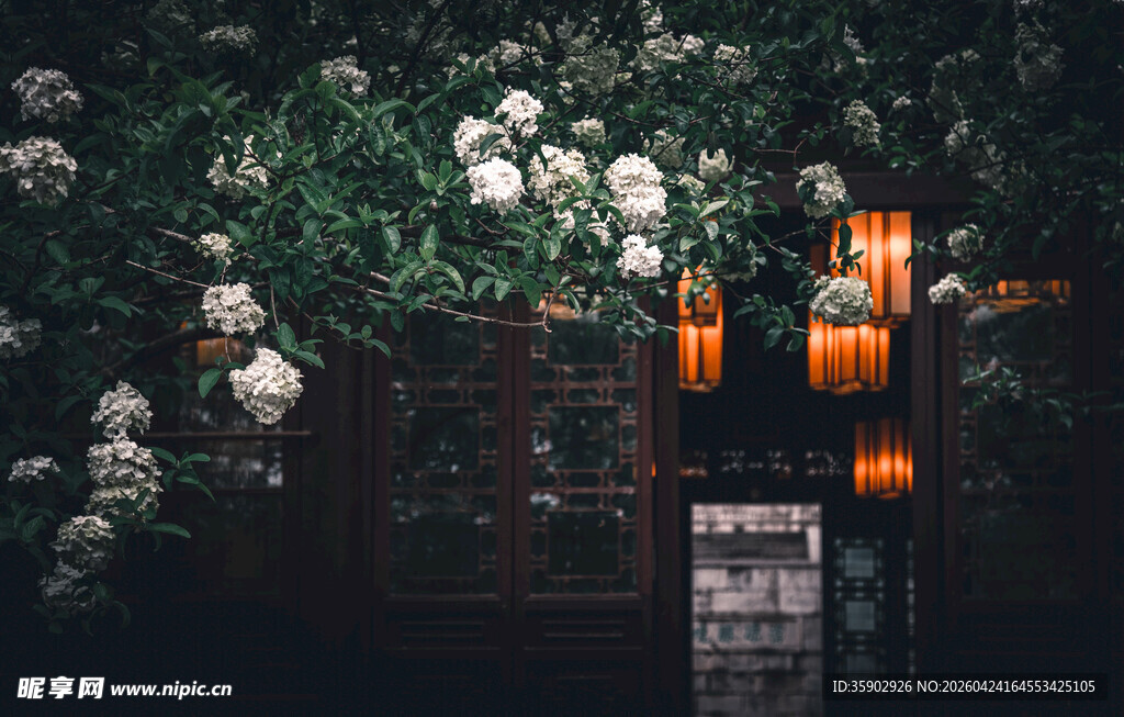 古雅灯笼映繁花景致