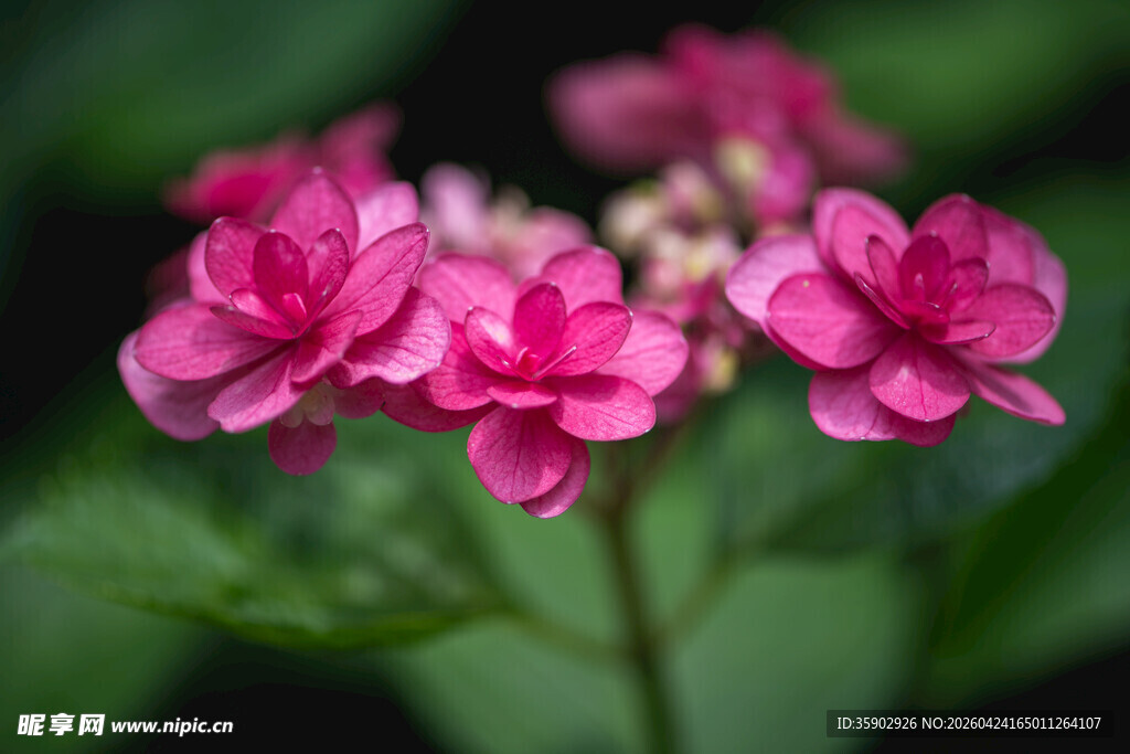 娇艳粉色花卉特写