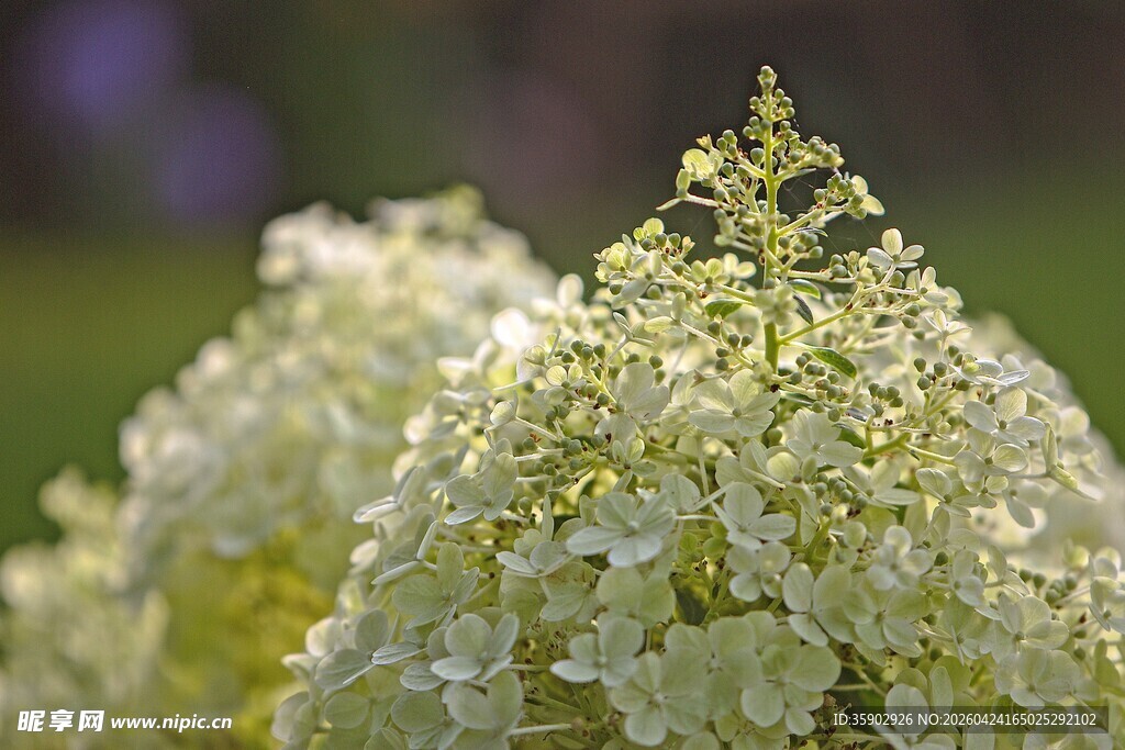 白色绣球花特写