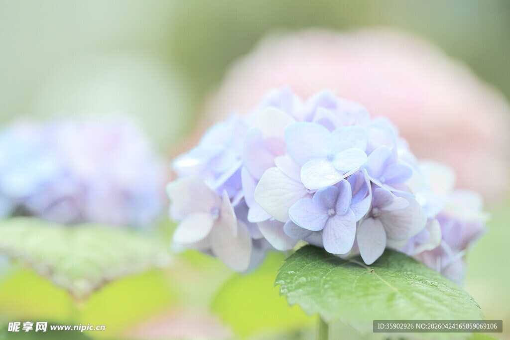 淡紫色绣球花特写