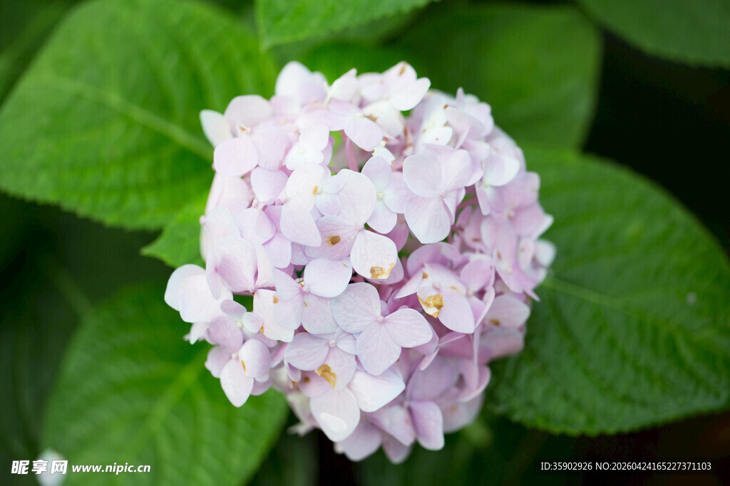 淡紫色绣球花特写