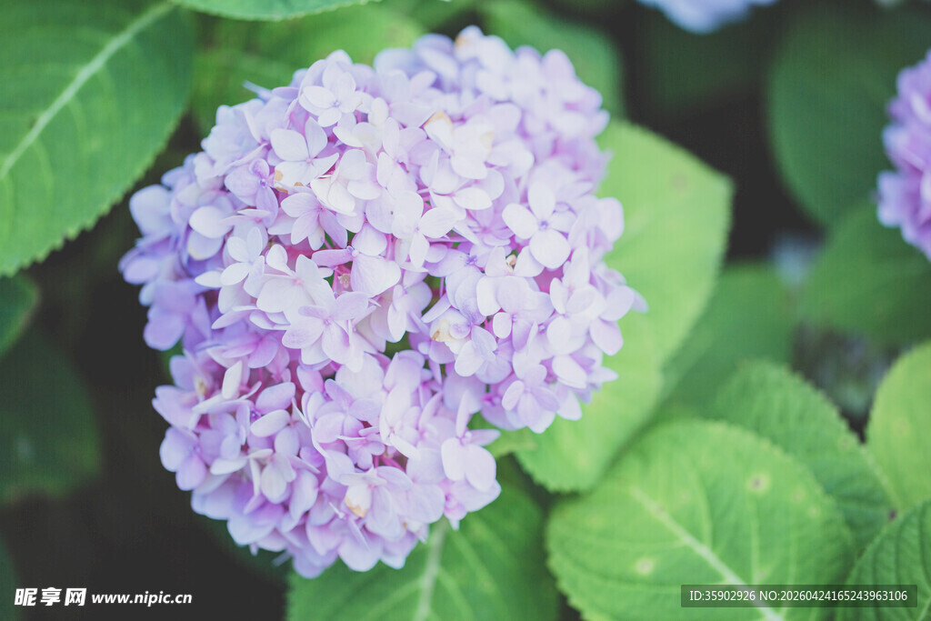淡紫色绣球花特写
