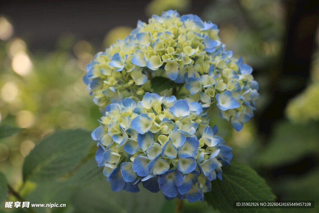 蓝绿绣球花特写