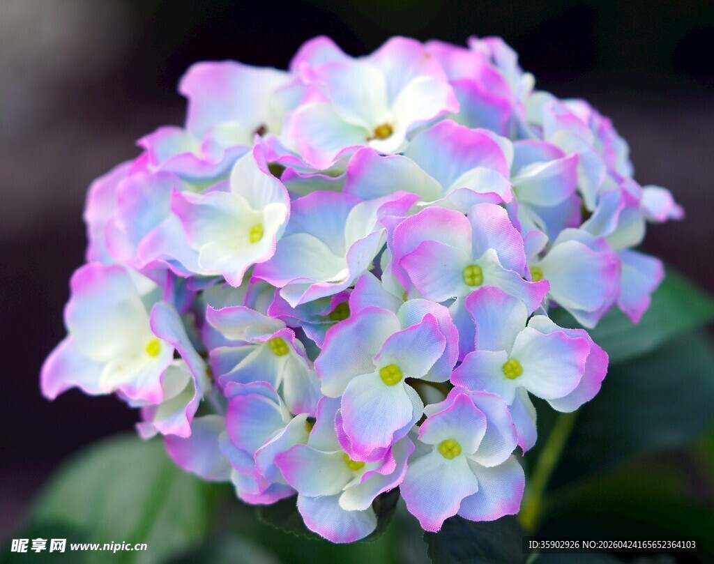 梦幻色彩绣球花绽放