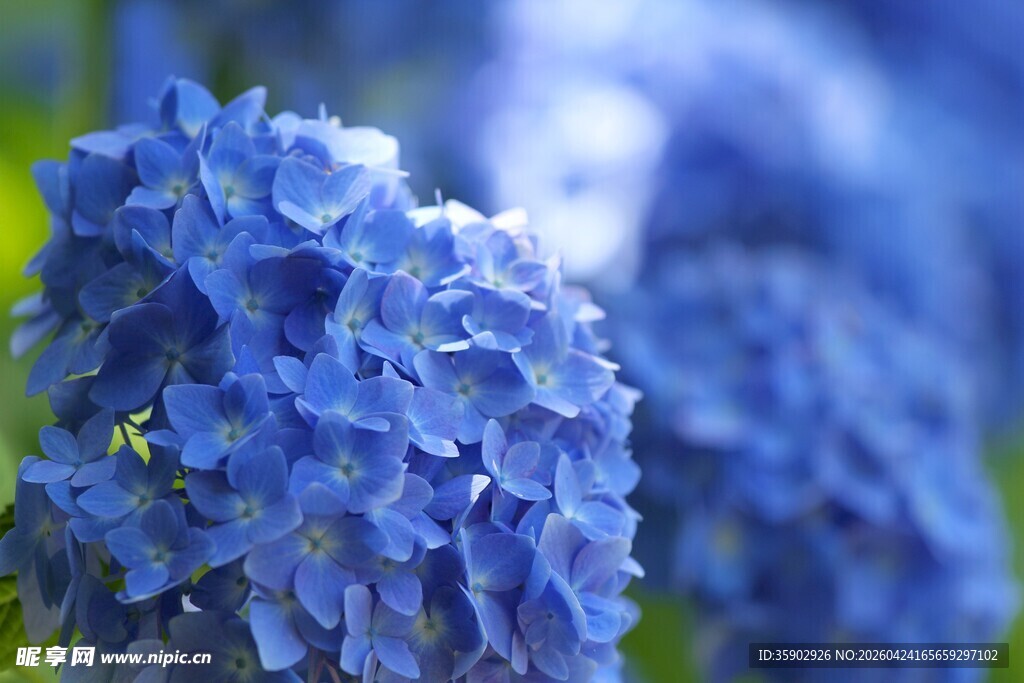 蓝绣球花绽放